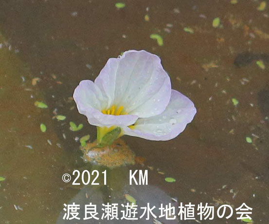 渡良瀬遊水地に生育しているミズオオバコの画像その３