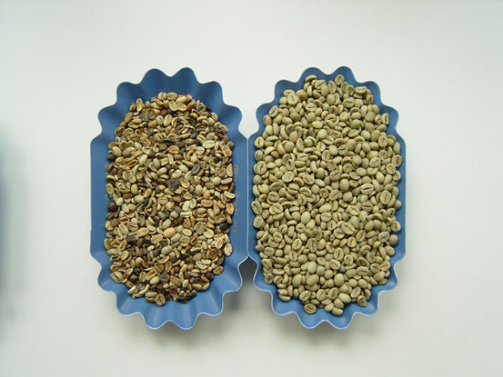 Links eine Arabica Bohne (mittlere Qualität) rechts Robusta Bohne