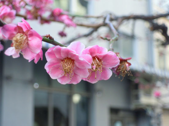 清水寺の梅