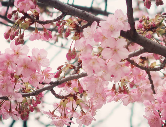 御徒町の桜