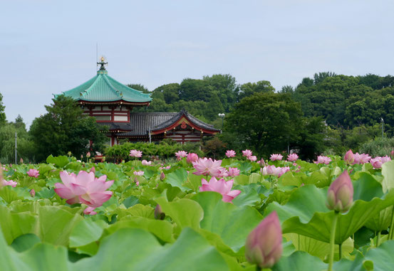 不忍池の蓮