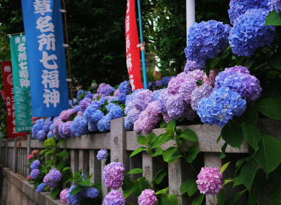 矢先稲荷神社の紫陽花