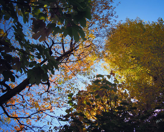 松葉公園の紅葉