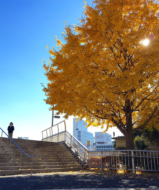 銀杏