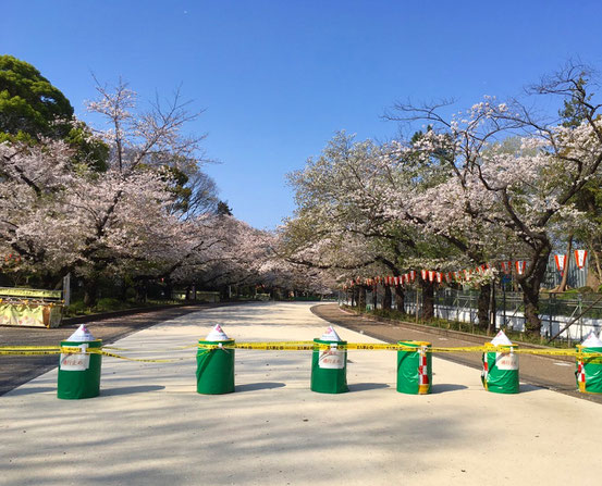 2020年4月3日の上野公園桜通り