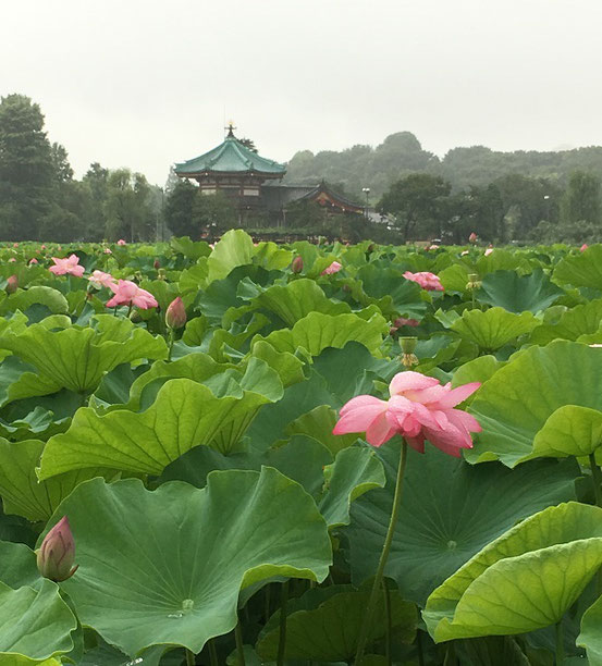 上野公園　蓮池