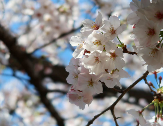 埼玉の桜