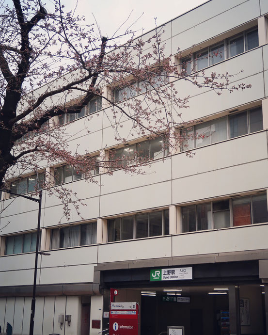 上野駅入谷口の桜