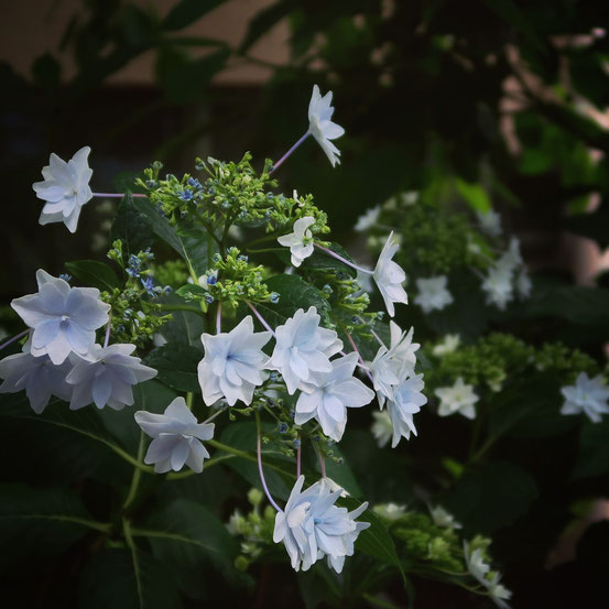 台東区の紫陽花