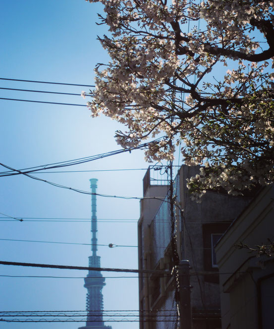 スカイツリーと桜