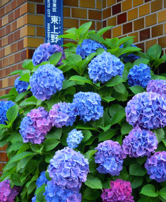 紫陽花/hydrangea