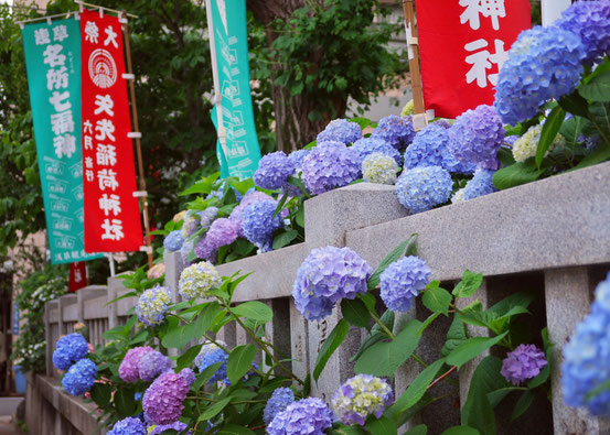 矢先稲荷神社の紫陽花