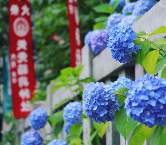 矢先稲荷神社の紫陽花