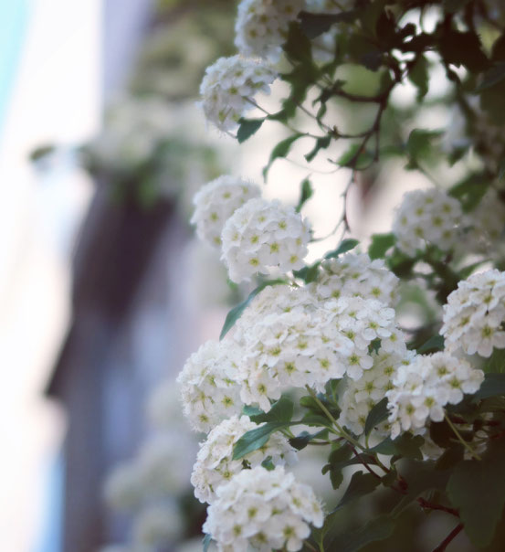 こでまりの花_台東区松が谷