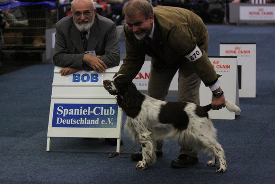 Lotta wins October 12th, 2012  the title "Bundessieger" in Dortmund, gets the CACIB and is BOB and qualified for Crufts! Photo: Felicitous