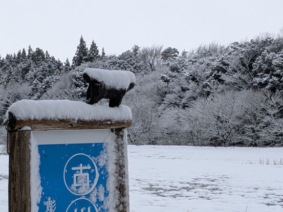 予報通りの雪の朝です。１月２０日