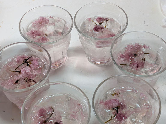 彫刻教室の方が毎年作ってくださる八重桜の砂糖漬けソーダ割り。春の終わりを初夏の気持ちのいい日にいただきました。５月１４日