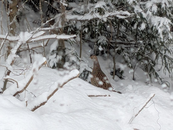 キジでしょうか？２月７日
