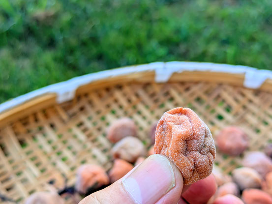 だいぶカピカピになりました。干しすぎでしょうか？７月２２日