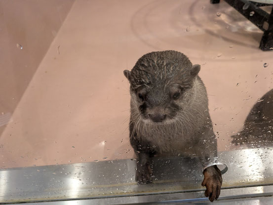 彫刻イスでカワウソさんを彫るために、浅草にあるカワウソカフェに行って取材してきました。かわいい。１１月８日