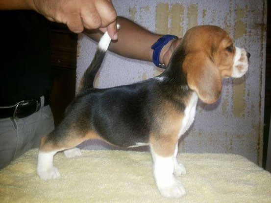 Beagles.