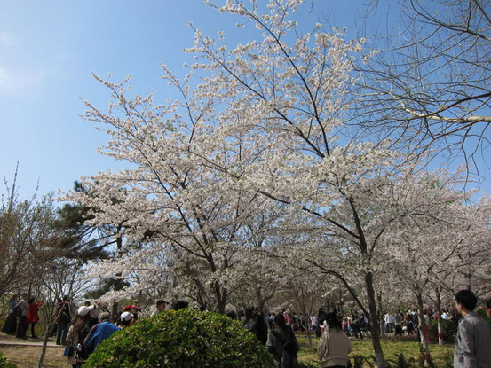 「花見行きたいな~」といってたものの出張やらゴルフやらで残念ながら参加できなかった方も何人か・・・。でもお天気もバッチリでたくさんの方が来られてました。