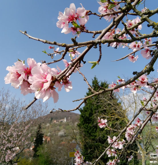 Rosa Wochen in der Südpfalz