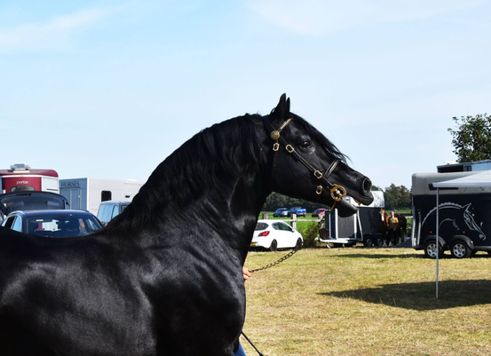Foto aus https://www.ig-welsh.de/wp-content/uploads/2022/03/Medrus-Celtic-Knight-4.jpg