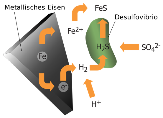 Anaerobe Bakterien, deren archaischer Stoffwechsel Eisen und Schwefel einbezieht, existieren noch heute – Stoffwechselprodukt: Eisensulfid.