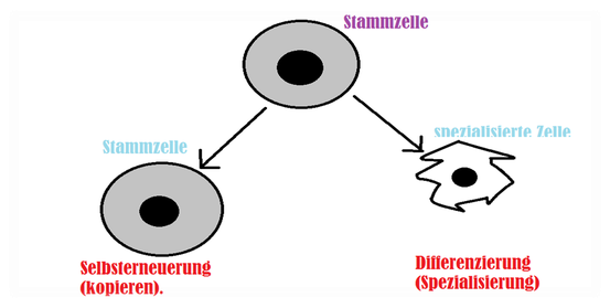 Stammzellen Wissenswert