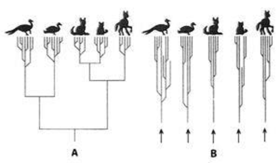 A: Stammesentwicklung nach der Evolutionstheorie. B: Entwicklung einzelner Arten aus Grundtypen