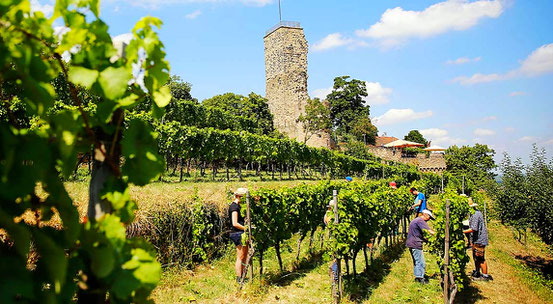 Viel Handarbeit wendet die Lebenshilfe Bad Dürkheim für den Riesling vom Wachenheimer Schlossberg auf. Foto: Lebenshilfe Bad Dürkheim