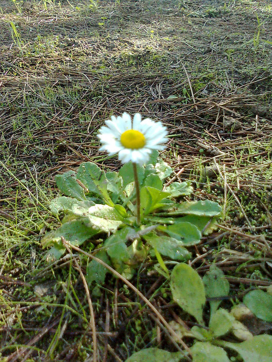 FIORE SULLA MIA TOMBA - foto scattata da me...