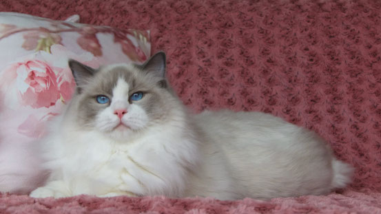 gatto razza ragdoll