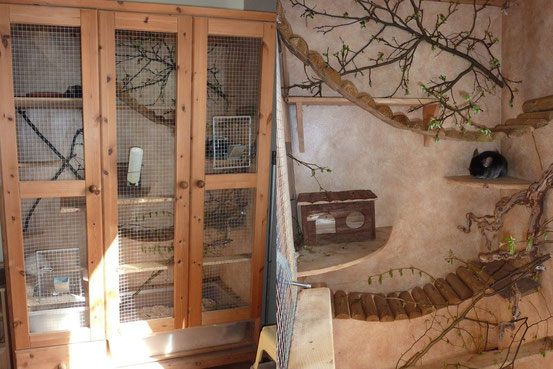 Chinchillas Tierschutzverein Lauf U Umgebung E V