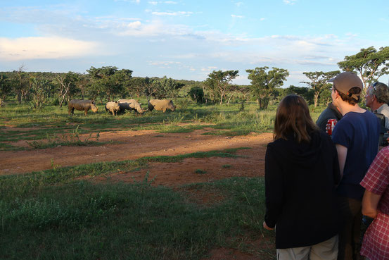 Sundowner mit neugierigen Rhinos