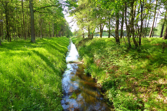Ein sanfte Bachlauf fließt durch den sonnen beschienen Sommerwald