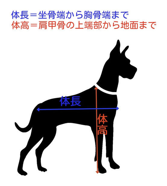 体長＝坐骨端から胸骨端まで、体高＝肩甲骨の上端部から地面まで