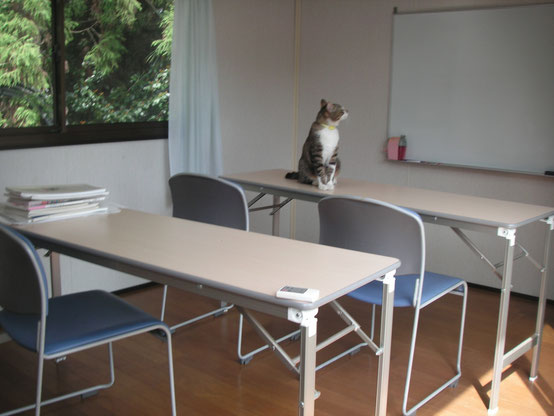学習室と猫のリーサ