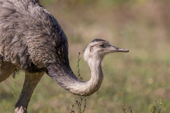 Großer Nandu, Rhea americana, Rhea