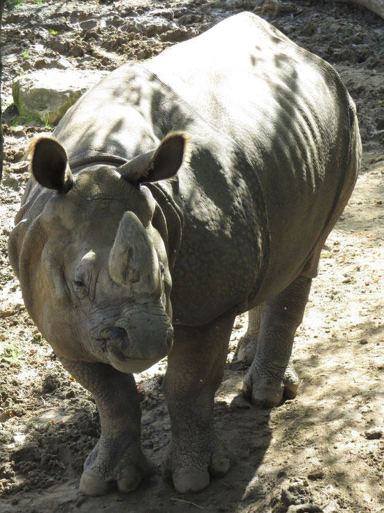 rhinoceros indien