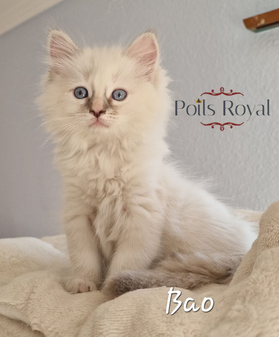 Bao, femelle bleu tortie tabby mitted