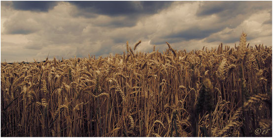 Das Weizenfeld & die Wolken