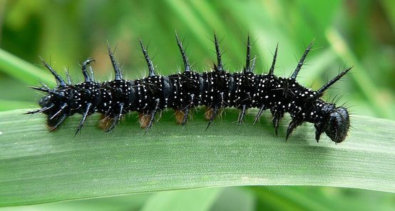 Chenille du Paon du Jour (sources : Wikipedia - Crédit photo Patrick Clenet)