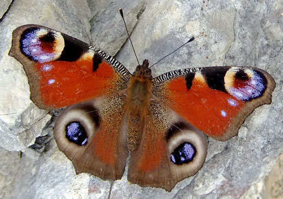 Le paon du Jour (Inachis Io) 17-02-2017©UYTTENBROECK Luc