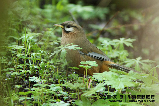 Snow-cheeked Laughthrush
