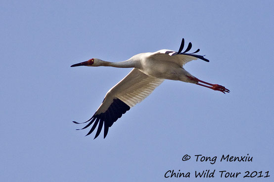 Siberian Crane in flight 