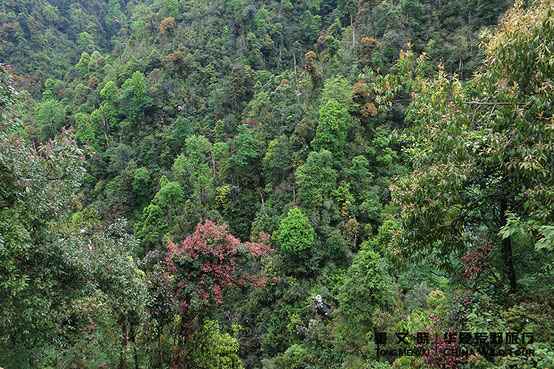 Nanling Forest Park