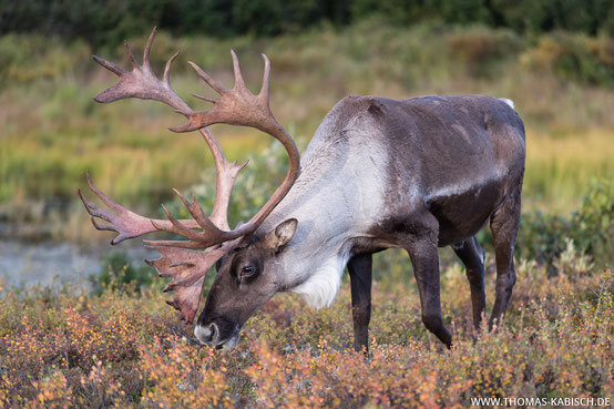 Tiere fotografieren in Alaska Karibu