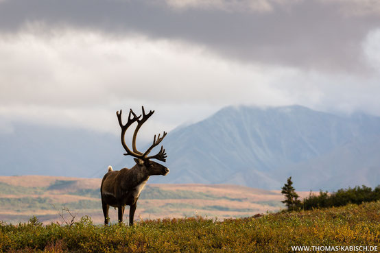 Tierfotografie im Denali Nationalpark in Alaska